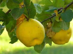 Pigwa Cydonia oblonga 'Konstantynopol'
