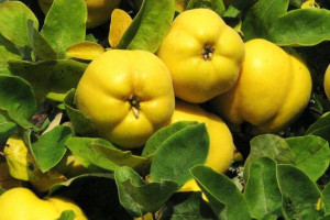 Pigwa Cydonia oblonga 'Ursynowska'
