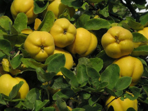 Pigwowiec 'Chaenomeles' PINK QUEEN