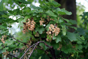 Porzeczka krz. biała 'Ribes niveum' WEISE