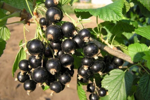 Porzeczka krz. czar. 'Ribes nigrum' OJEBYN