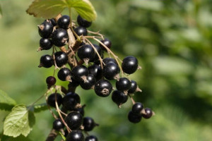 Porzeczka krz. czar. 'Ribes nigrum' TRYTON
