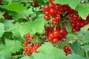Porzeczka krz.czer. 'Ribes rubrum' JONKHERS