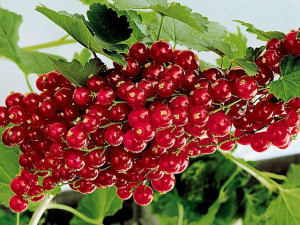 Porzeczka krz.czer. 'Ribes rubrum' ROSETA