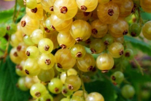 Porzeczka krza.biała Ribes niveum 'Blanka'
