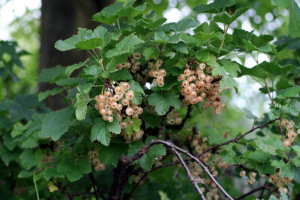 Porzeczka krza.Biała Ribes niveum 'Jutenberg'