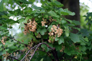 Porzeczka krza.Biała Ribes niveum 'Weise'