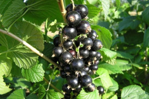 Porzeczka krza.czar Ribes nigrum 'Ben Alder'