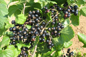 Porzeczka krza.czar Ribes nigrum 'Ben Lemond'