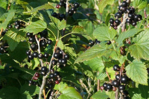 Porzeczka krza.czar Ribes nigrum 'Titania'