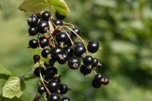 Porzeczka krza.czar Ribes nigrum 'Tryton'