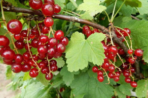 Porzeczka krza.czer Ribes rubrum 'Rondom'