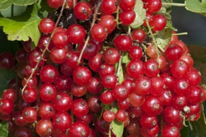 Porzeczka krza.Czerwona Ribes rubrum 'Detvan'