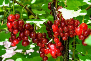 Porzeczka krza.Czerwona Ribes rubrum 'Holenderska'