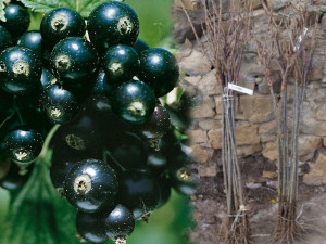 Porzeczka PN czar. 'Ribes nigrum' BEN ALDER