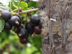 Porzeczka PN czar. 'Ribes nigrum' BEN LEMOND