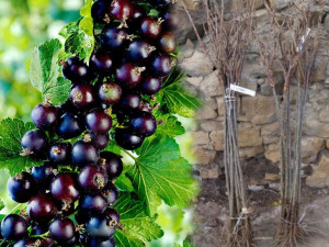 Porzeczka PN czar. 'Ribes nigrum' TITANIA