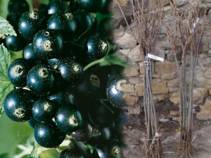 Porzeczka PN Czarna Ribes nigrum 'Ojebyn'