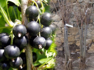Porzeczka PN Czarna Ribes nigrum 'Tryton'