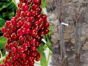 Porzeczka PN czer. 'Ribes rubrum' HOLENDERSKA