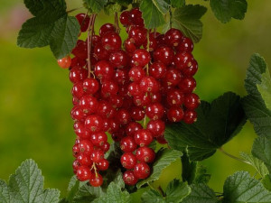 Porzeczka PN Czerwona Ribes rubrum 'Detvan'