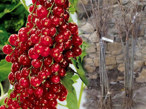 Porzeczka PN Czerwona Ribes rubrum 'Holenderska'