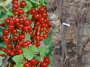Porzeczka PN Czerwona Ribes rubrum 'Jonkhers'