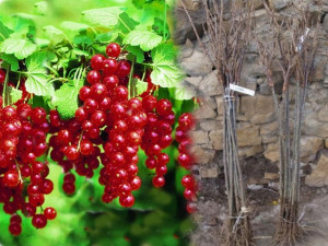 Porzeczka PN Czerwona Ribes rubrum 'Rondom'