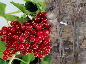 Porzeczka PN Czerwona Ribes rubrum 'Roseta'