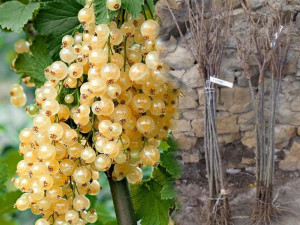 Porzeczka PN.biała Ribes niveum 'Weise'