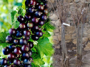 Porzeczka PN.czar Ribes nigrum 'Titania'