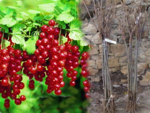 Porzeczka PN.czer Ribes rubrum 'Rondom'