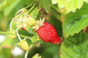 Poziomka 'Fragaria' LEŚNA