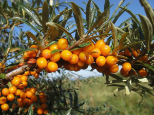 Rokitnik 'Hippophae rhamnoides' ŻEŃSKI