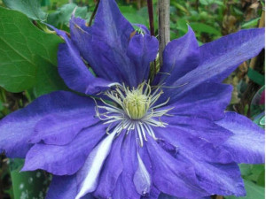 Powojnik Clematis 'Daniel Deronda'
