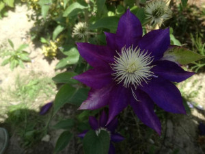 Powojnik Clematis 'Hakuookan'