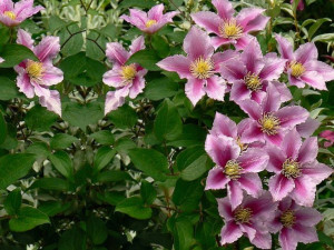 Powojnik Clematis 'Piilu'