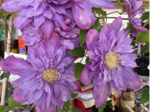 Powojnik Clematis 'Vyvyan Pennell'