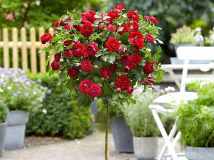 Róża Pienna ' rose' CZERWONA