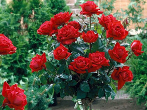 Róża Pienna ' rose' RÓŻOWA ZWISAJĄCA