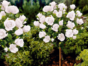 Róża pienna 'Rosa ' BIAŁA / I gat. 2 oczka