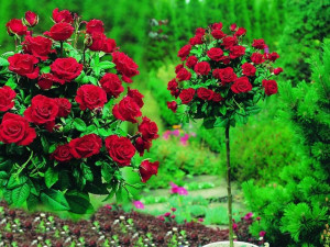 Róża pienna 'Rosa ' BORDOWA / I gat. 2 oczka