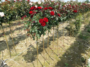Róża pienna 'Rosa ' CZERWONA MINI / I gat. 2 oczka