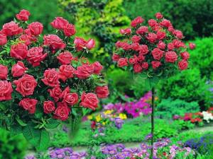 Róża pienna 'Rosa ' RÓŻOWA / I gat. 2 oczka