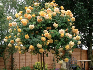 Róża pienna 'Rosa ' ŻÓŁTA / I gat. 2 oczka