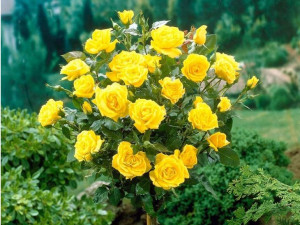 Róża Pienna 'Rose ' ŻÓŁTA PACHNĄCA
