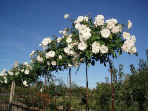 Róża Pienna 'rose' BIAŁA