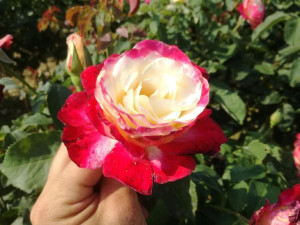 Róża Pienna 'rose' BIAŁO - CZERWONA