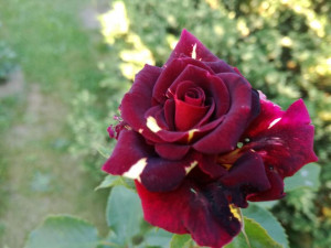 Róża Pienna 'rose' BORDOWA CENTKOWANA