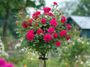 Róża Pienna 'rose' CZERWONA MINI
